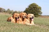 GOLDEN RETRIEVER 188